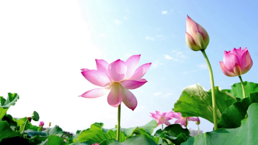 Chiêm ngưỡng cảnh hoa sen đẹp nhất mùa hè rực rỡ