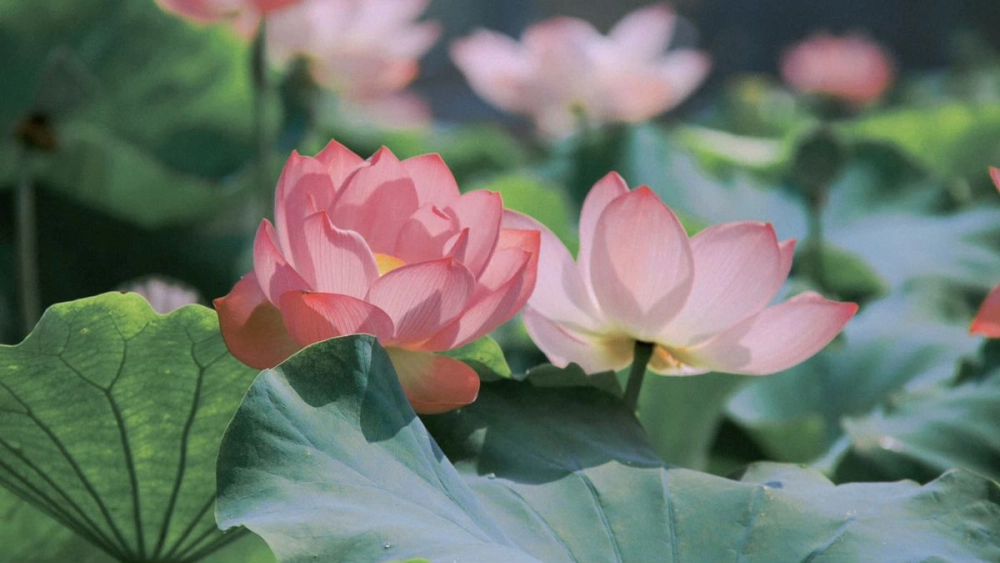 Ngắm nhìn sự tinh tế của tranh phong cảnh hoa sen đẹp mắt