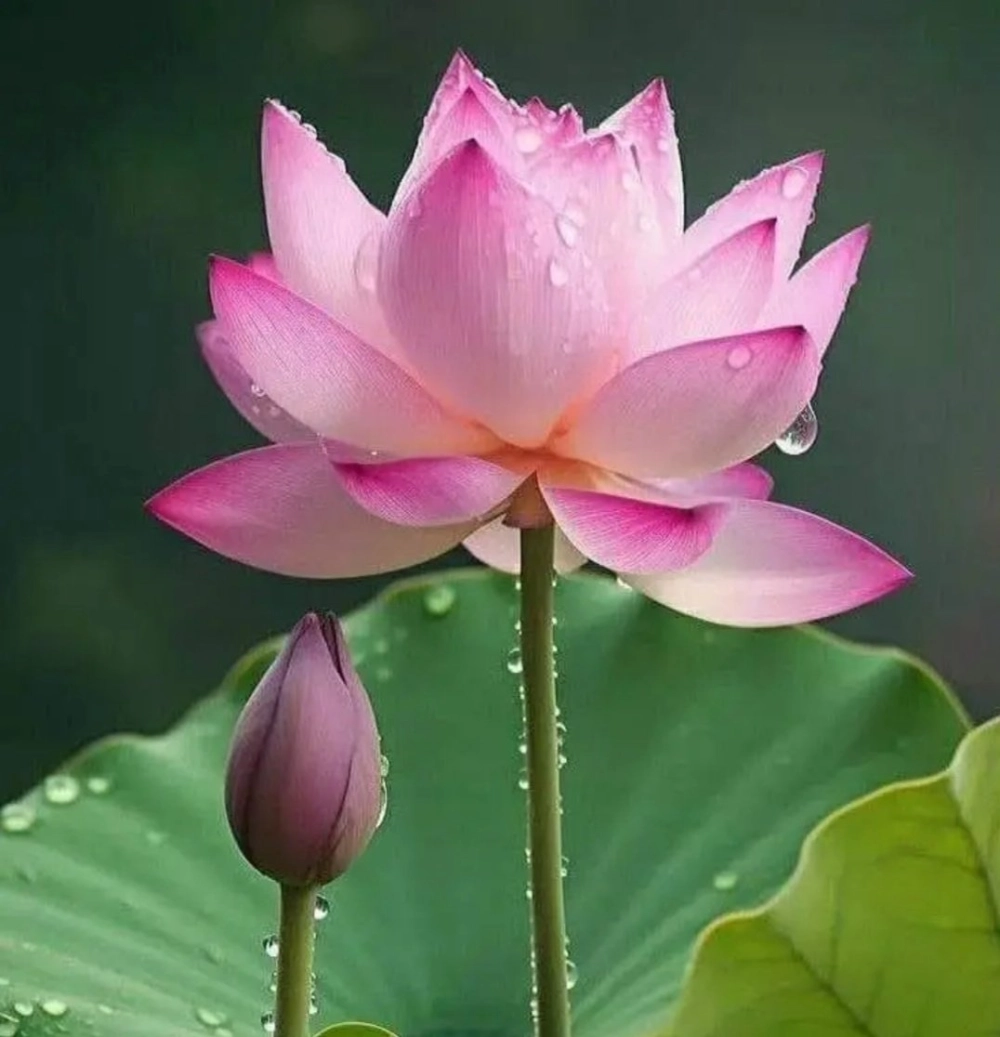 Tận hưởng bình yên trong phong cảnh hoa sen đẹp rực rỡ