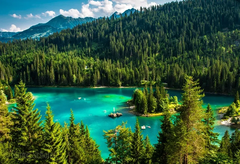 Chiêm ngưỡng hình ảnh rừng lá kim mùa đông huyền ảo