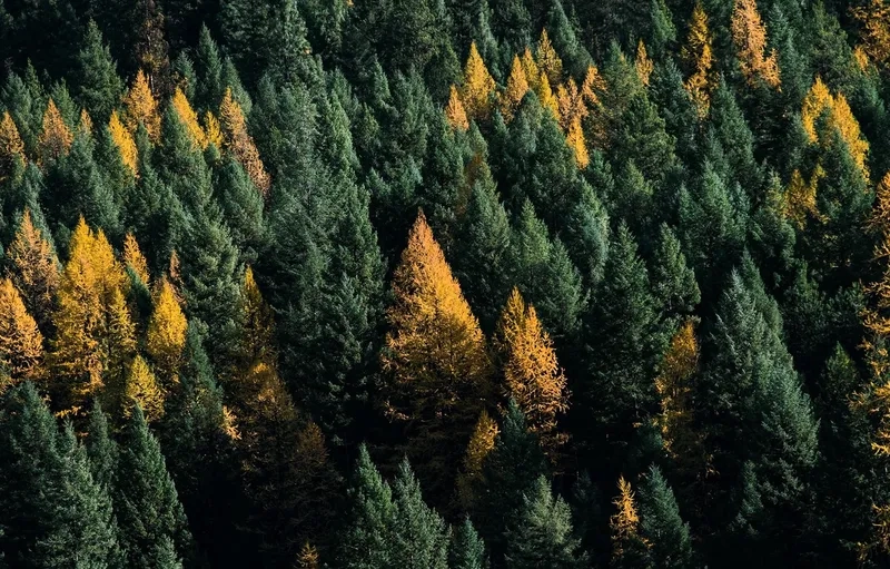 Khám phá nghệ thuật qua tranh phong cảnh rừng lá kim đẹp