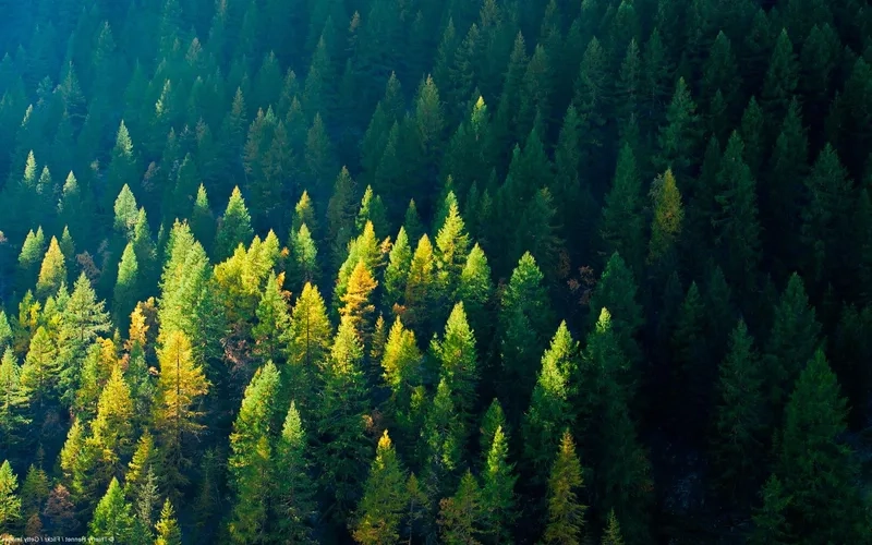 Chiêm ngưỡng khung cảnh rừng tuyết tùng phủ trắng