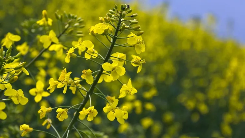 Check-in ruộng hoa cải vàng Hà Giang thơ mộng