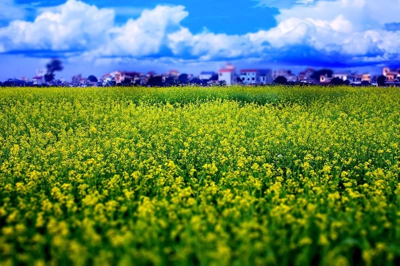 Du lịch mùa hoa cải vàng Sapa cực hút mắt