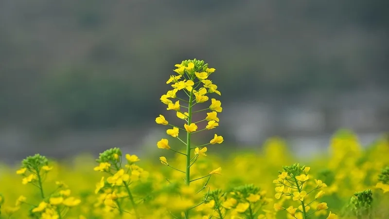 Gợi ý chụp ảnh hoa cải vàng ở đâu đẹp nhất