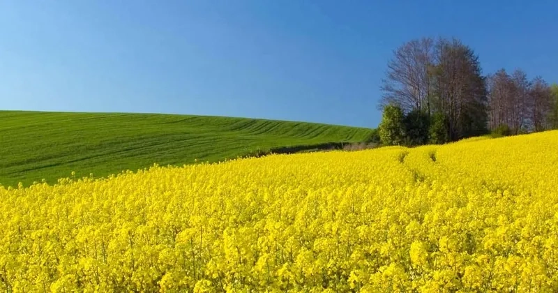 Gợi ý trang phục chụp ảnh hoa cải vàng ấn tượng