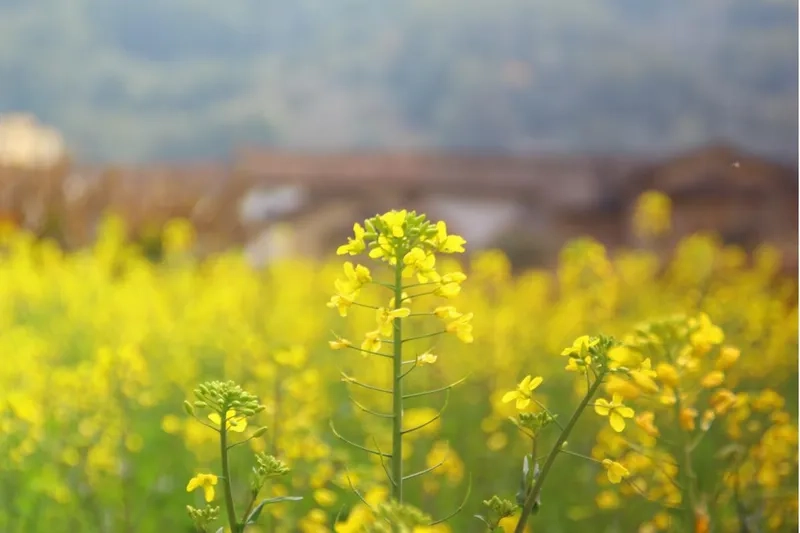 Chia sẻ kinh nghiệm đi ngắm hoa cải vàng thú vị