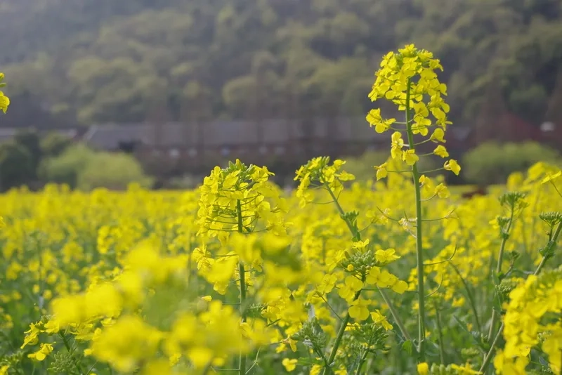 Khám phá phim trường hoa cải vàng đẹp mê hồn