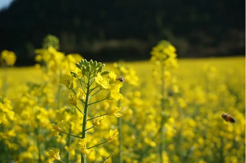 Check-in đồng hoa cải vàng ngoại thành Hà Nội