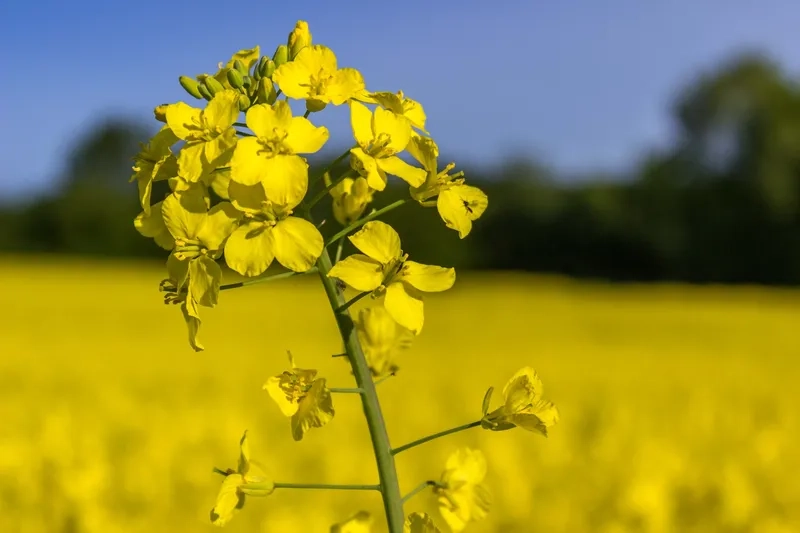 Hướng dẫn đường đi cánh đồng hoa cải vàng nhanh