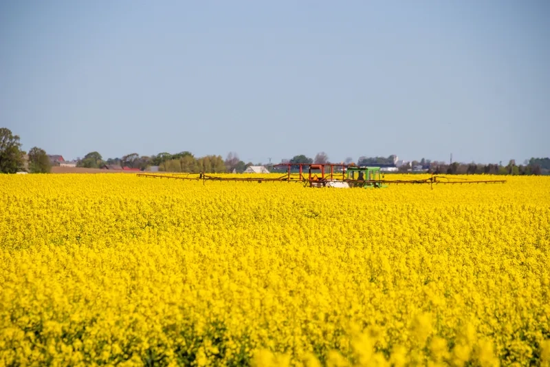 Khám phá cánh đồng hoa cải vàng đẹp cho ảnh sống động