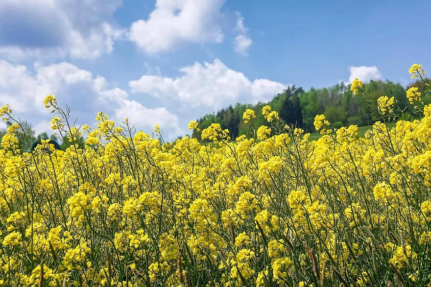 Thưởng ngoạn hoa cải vàng ở Mộc Châu tuyệt đẹp