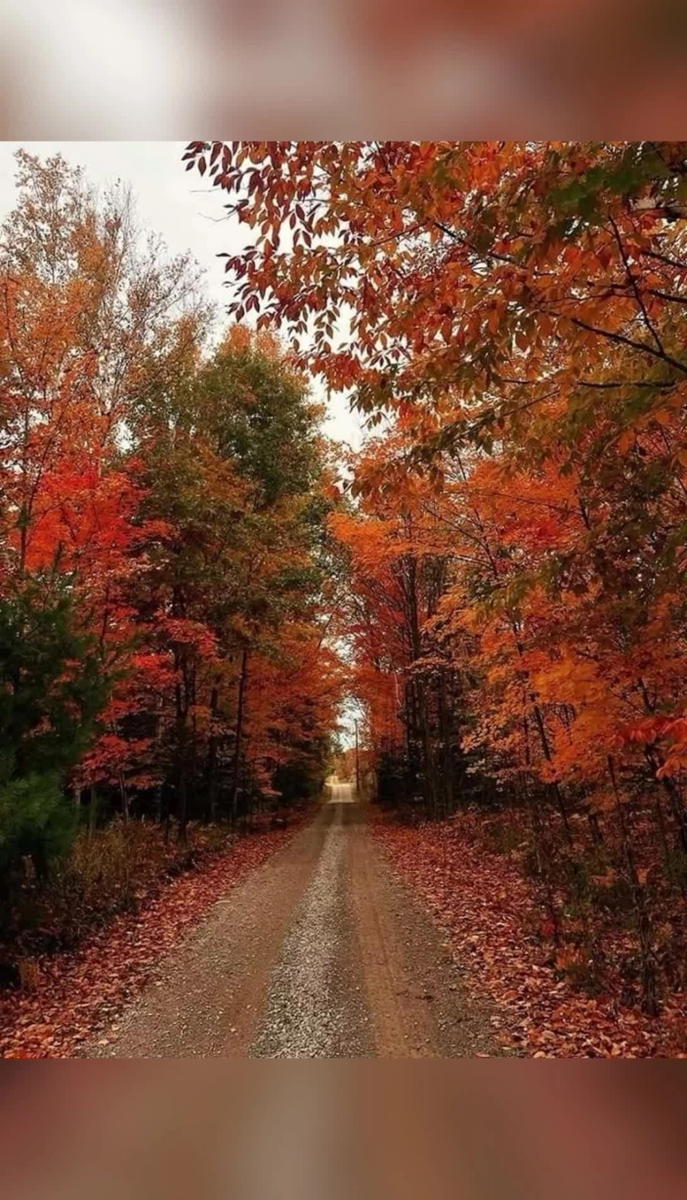Hình nền phong cảnh mùa thu vàng rực cho máy tính