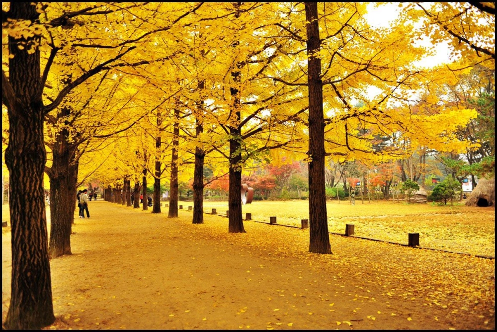 Tranh vẽ cảnh mùa thu đầy màu sắc và ấm áp