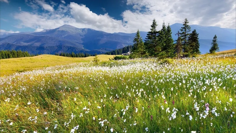 Học cách vẽ tranh phong cảnh mùa xuân dễ dàng tại nhà