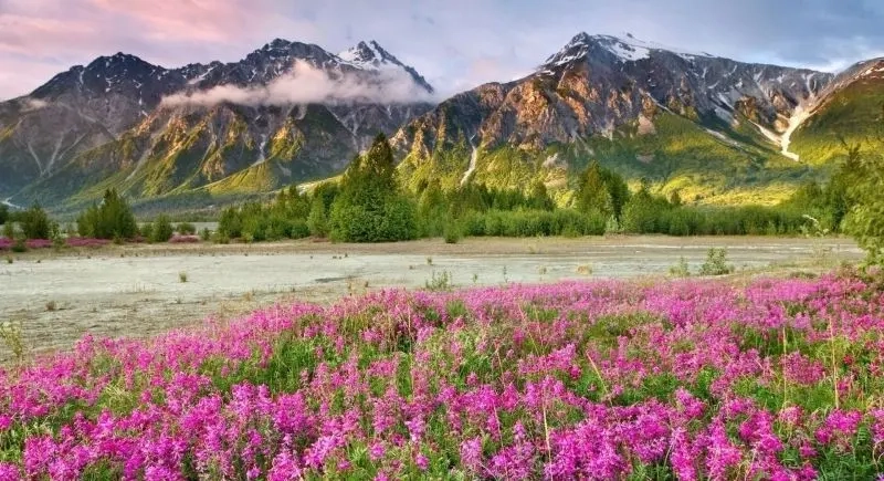 Tranh sơn dầu rừng cây sống động và đầy màu sắc