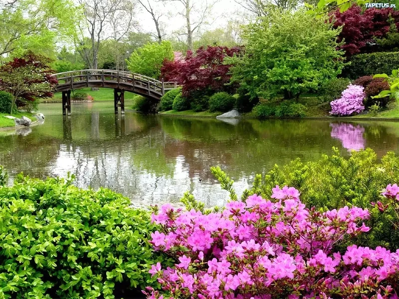 Thưởng thức ảnh phong cảnh vườn hoa tươi sáng rực rỡ