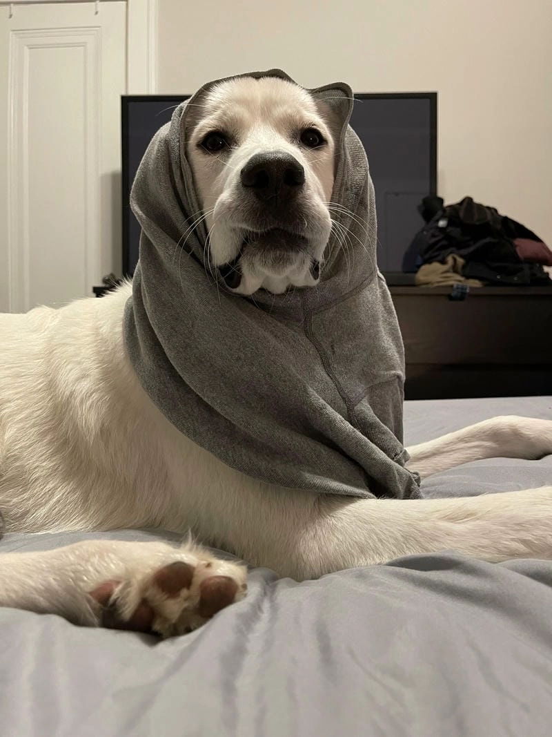 Lạc lối trong quê meme độc đáo