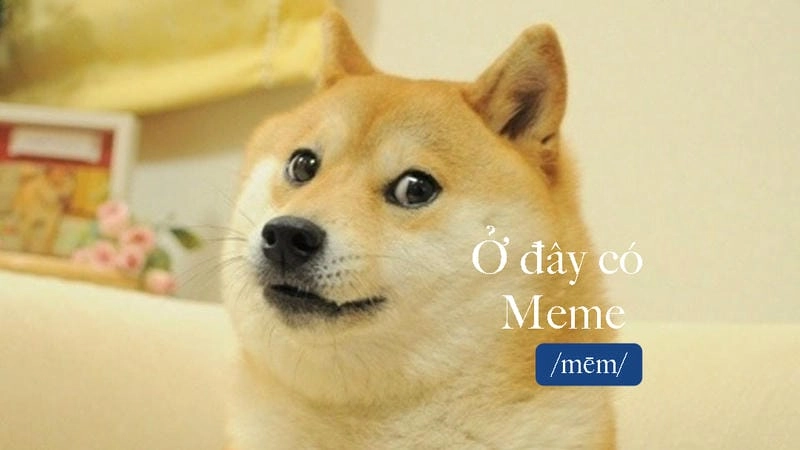 Sưu tầm những bức shiba meme ảnh chế