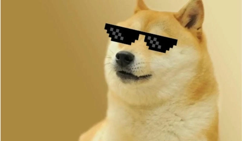 Ngắm nhìn vẻ đẹp shiba meme đáng yêu