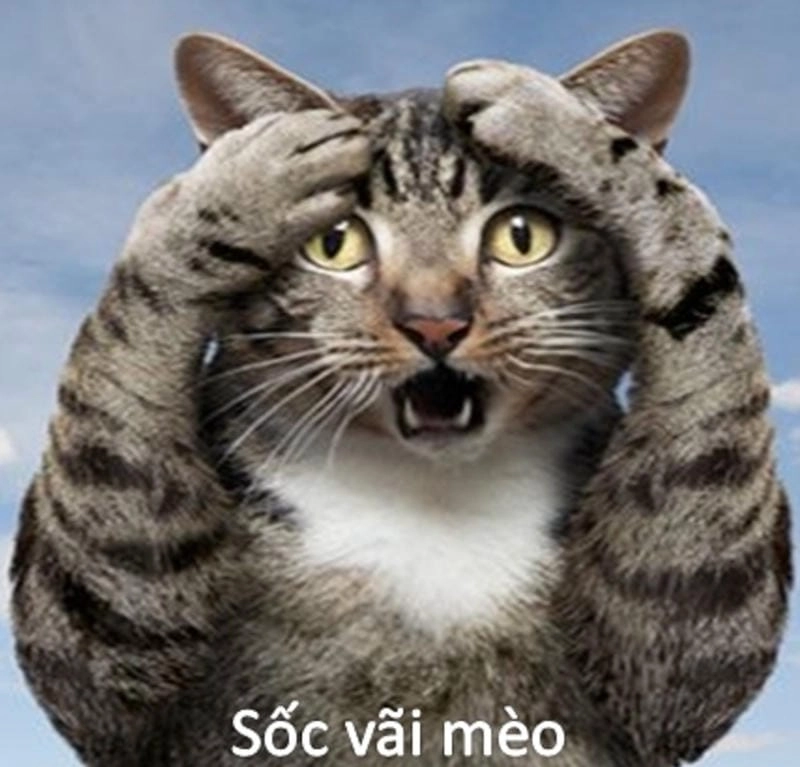 Khám phá những bức ảnh shock meme hài hước