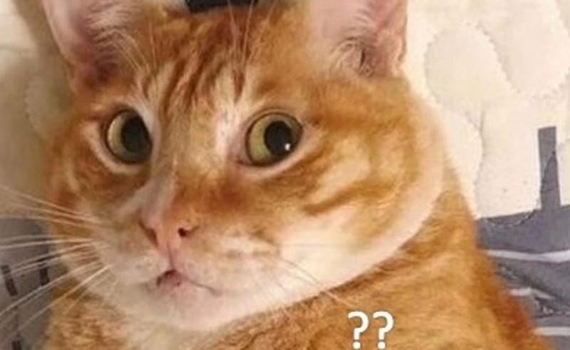 Săn lùng những khoảnh khắc ảnh shock meme