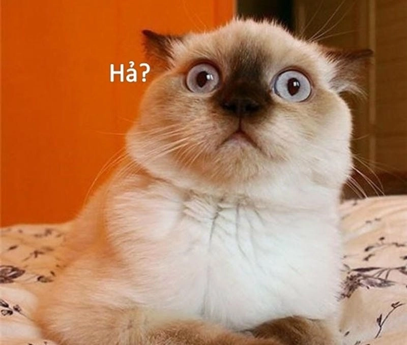 Thức dậy cùng những hình shock meme chế