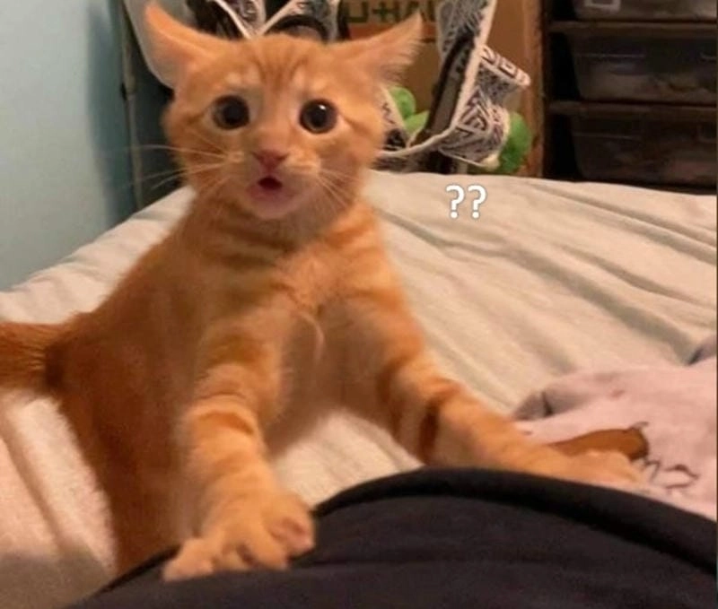 Cười sảng với shock meme bá đạo