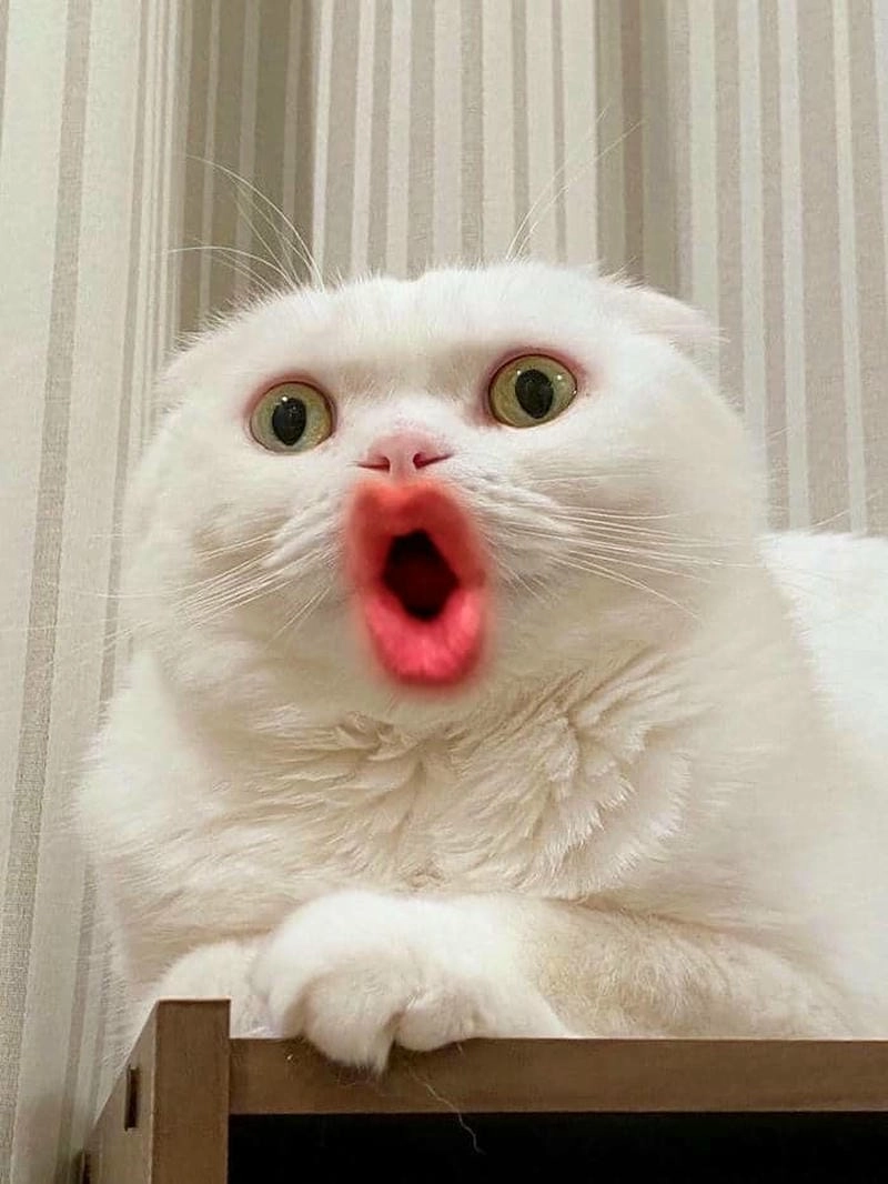 Ngắm nhìn vẻ đẹp shock meme biểu cảm