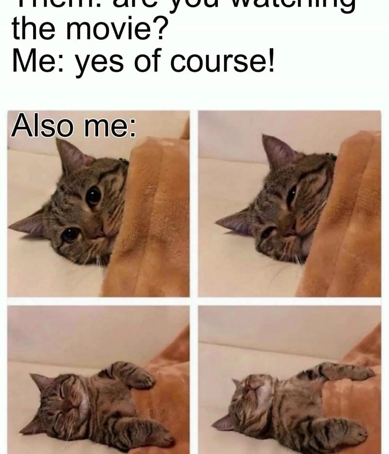 Săn lùng những khoảnh khắc sleep meme đáng yêu