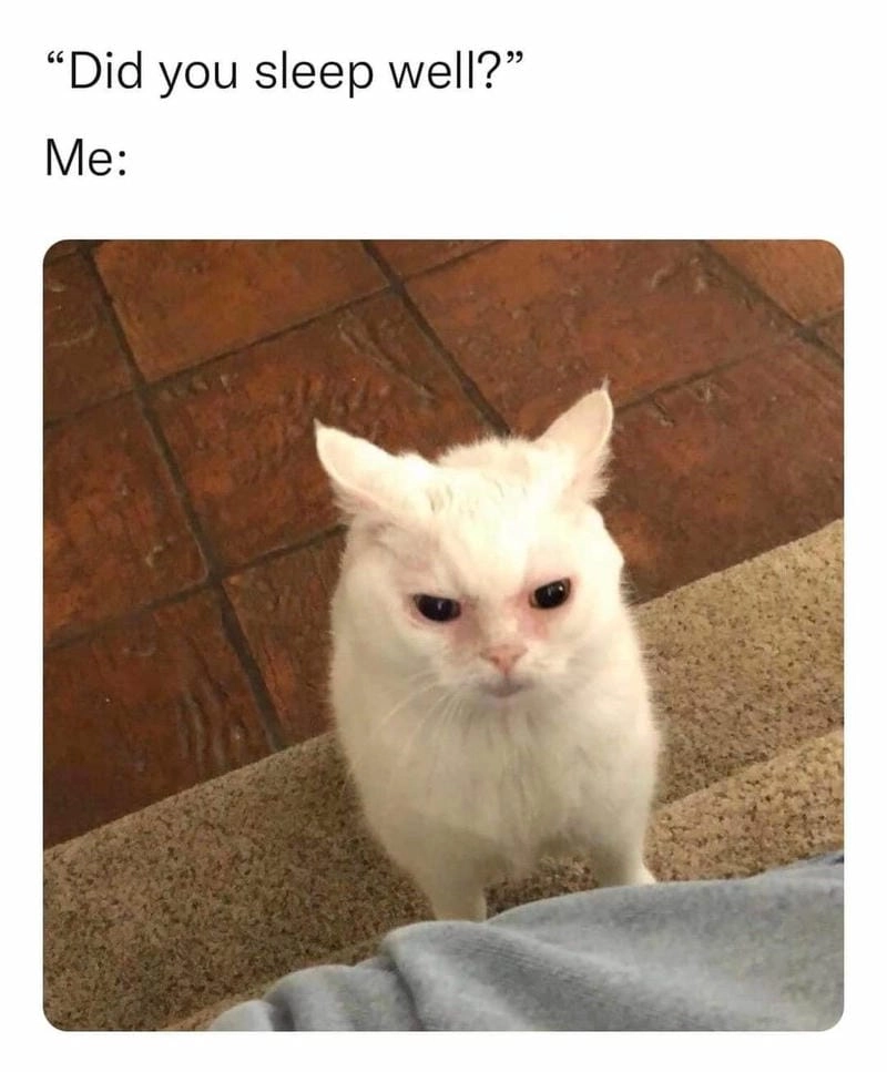 Lạc lối trong thế giới sleep meme dễ thương