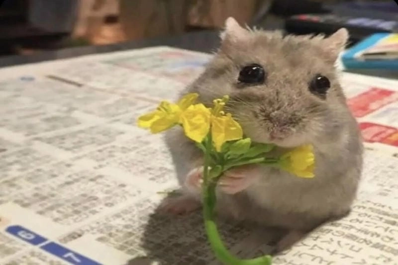 Khám phá những bức tặng hoa meme hài hước