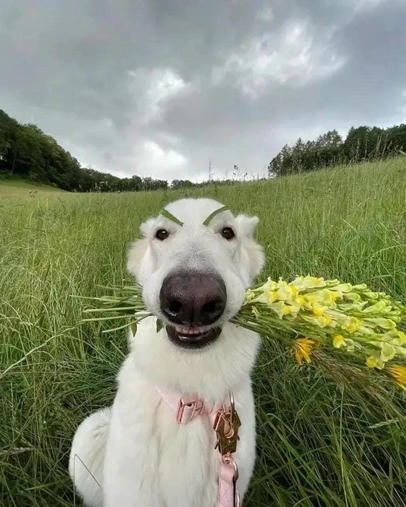 Lạc lối trong tặng hoa meme tình cảm