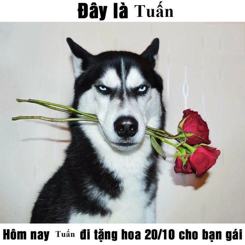 Cùng cười với những hình tặng hoa meme chế