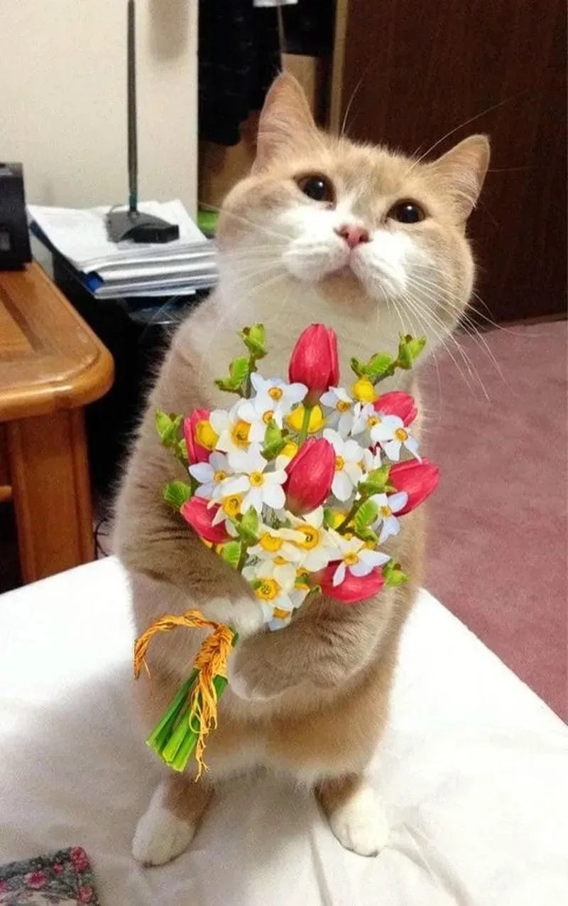 Sưu tầm những bức tặng hoa meme mới nhất