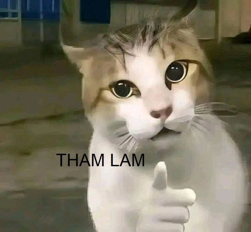 Lạc lối trong thế giới meme tham lam biểu cảm