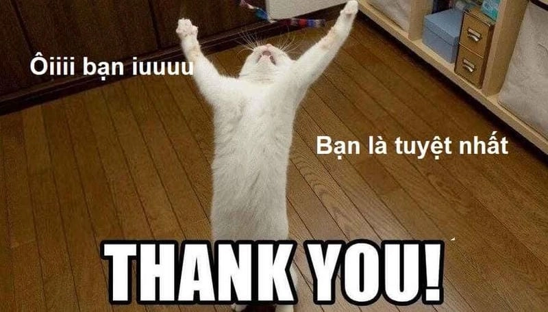 Lạc lối trong thank you meme giải trí