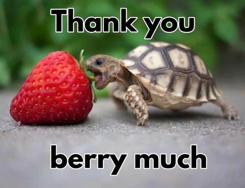 Săn lùng những khoảnh khắc thank you meme đáng yêu