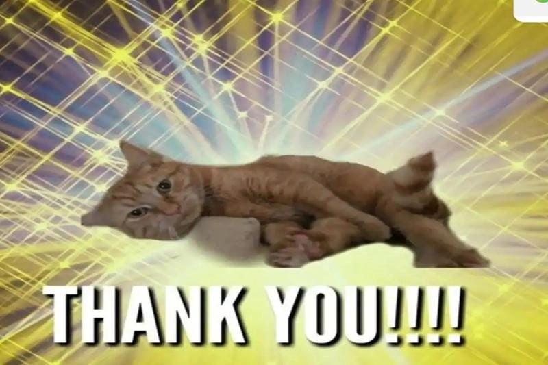 Thức dậy cùng những hình thank you meme cute