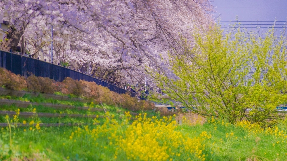 Tận hưởng hướng dẫn vẽ tranh phong cảnh mùa xuân đơn giản dễ thực hiện