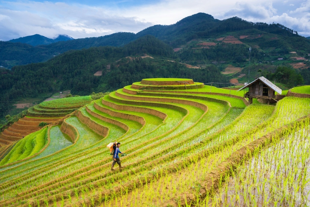 Ảnh phong cảnh ruộng bậc thang sống động và chân thực
