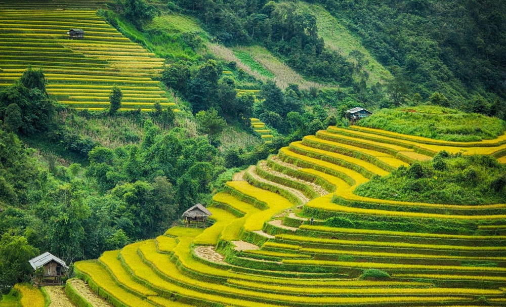 Tranh phong cảnh đồng lúa xanh mướt tươi mới mùa gặt