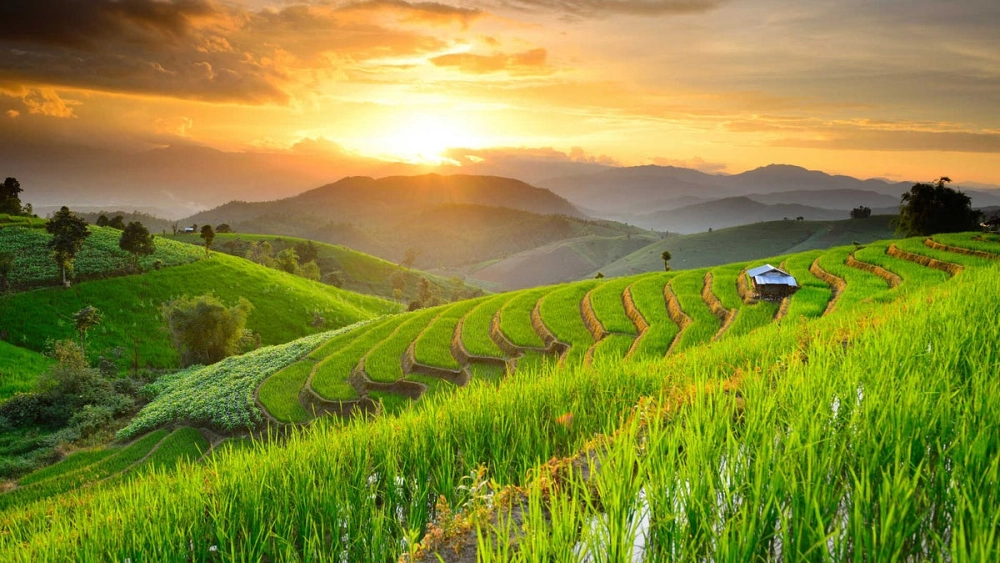 Vẽ tranh phong cảnh đồng lúa dễ vẽ dành cho người mới