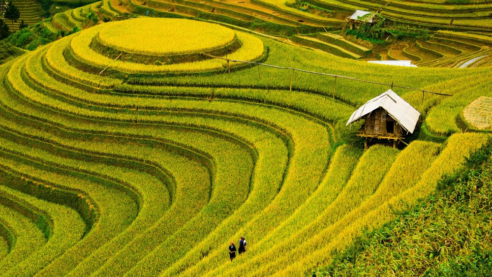 Tranh vẽ cánh đồng lúa vàng ươm rực rỡ đẹp mắt