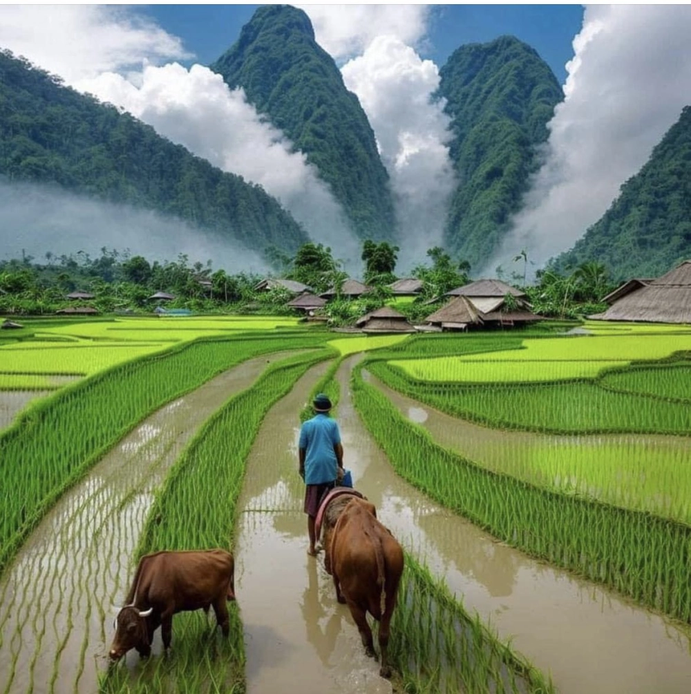 Tranh đồng lúa chín vàng tươi sáng rực rỡ mùa gặt