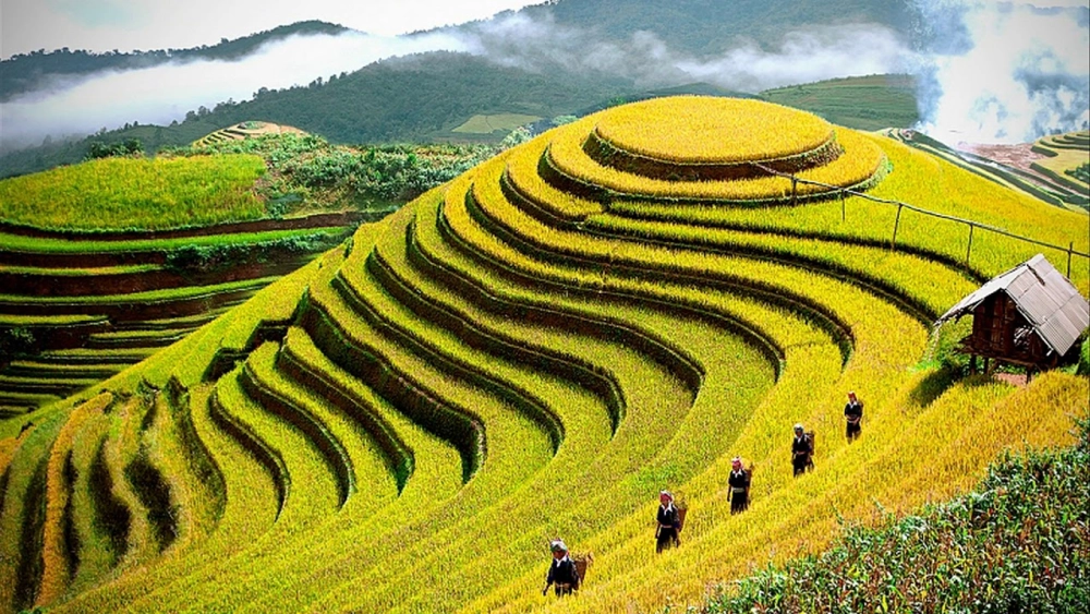 Tranh phong cảnh đồng ruộng xanh ngát trải dài tầm mắt