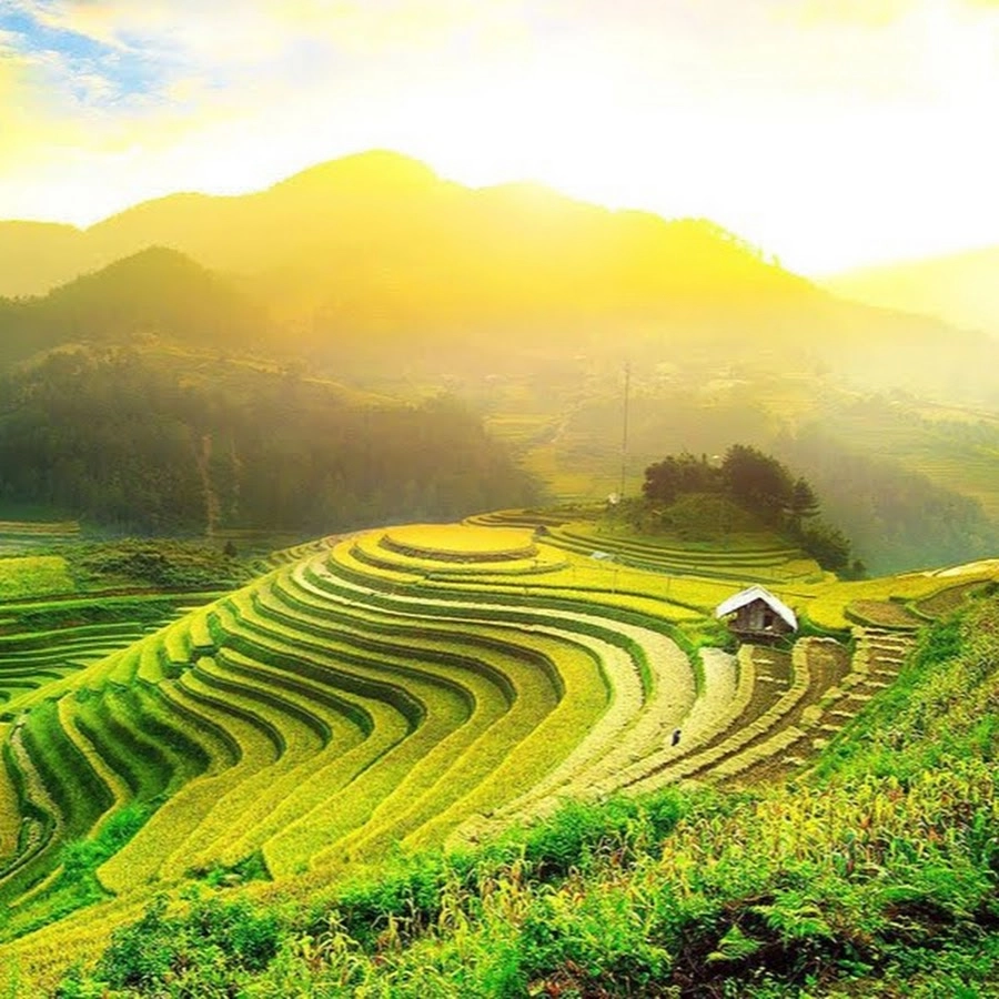 Vẽ tranh phong cảnh gặt lúa sinh động chuẩn mùa thu hoạch