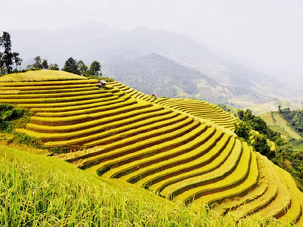 Tranh đồng lúa xanh mướt yên bình giữa thiên nhiên