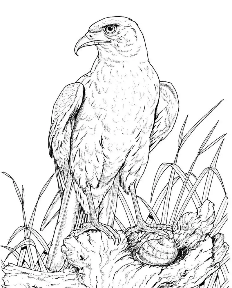 Khám phá tranh tô màu con đại bàng sinh động và hấp dẫn