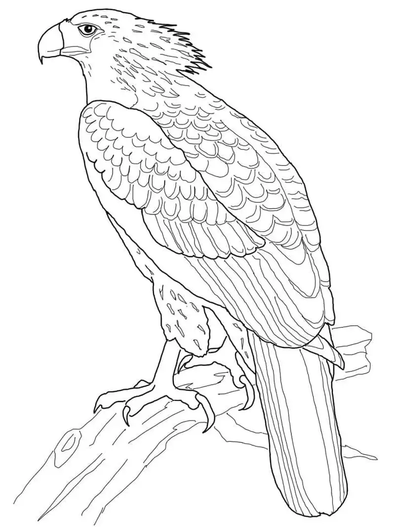 Vui vẻ thư giãn cùng tranh tô màu đại bàng hấp dẫn